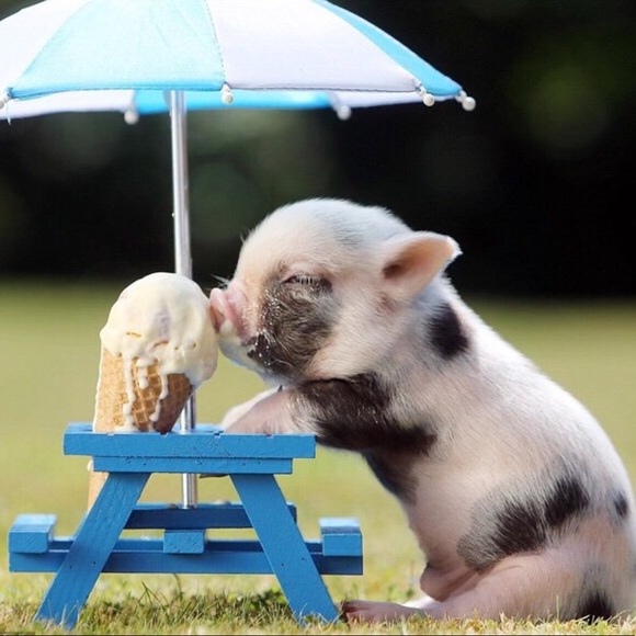 Meet your Posher, Lacey - Picture 1 of 1